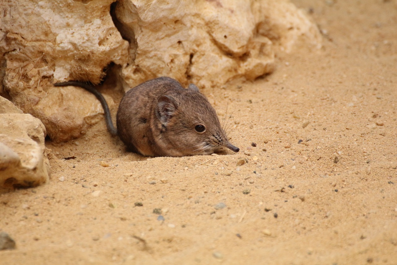 mouse zoo animal free photo