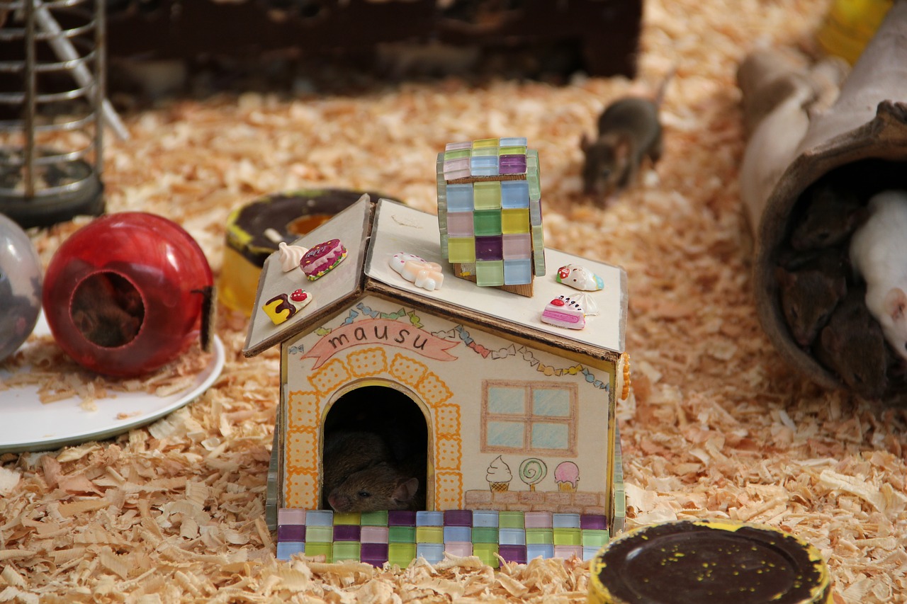 mouse mice house free photo