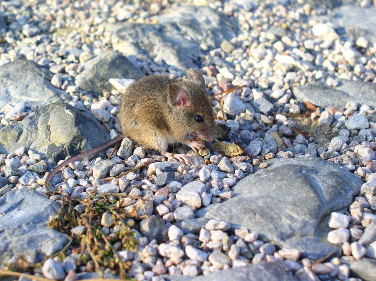 mouse animal rodent free photo