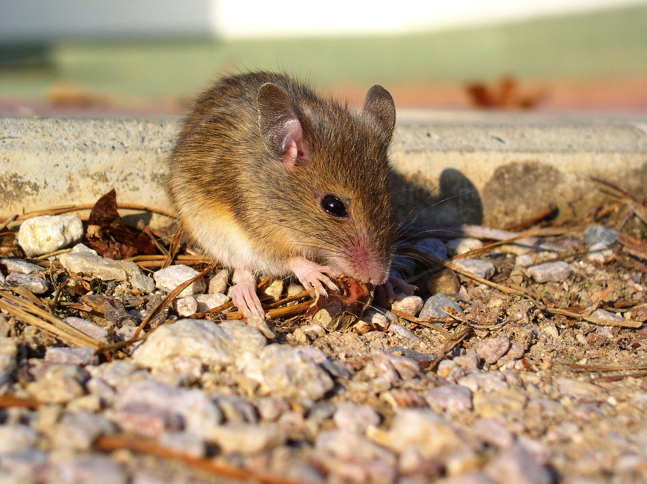 mouse animal rodent free photo