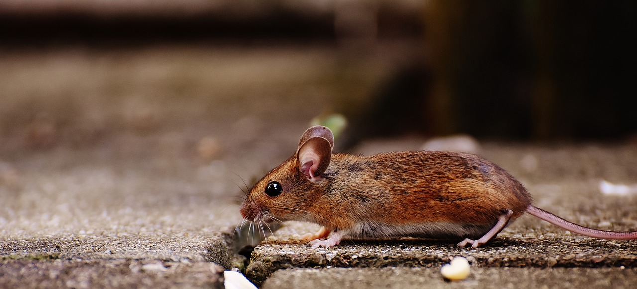 mouse rodent cute free photo