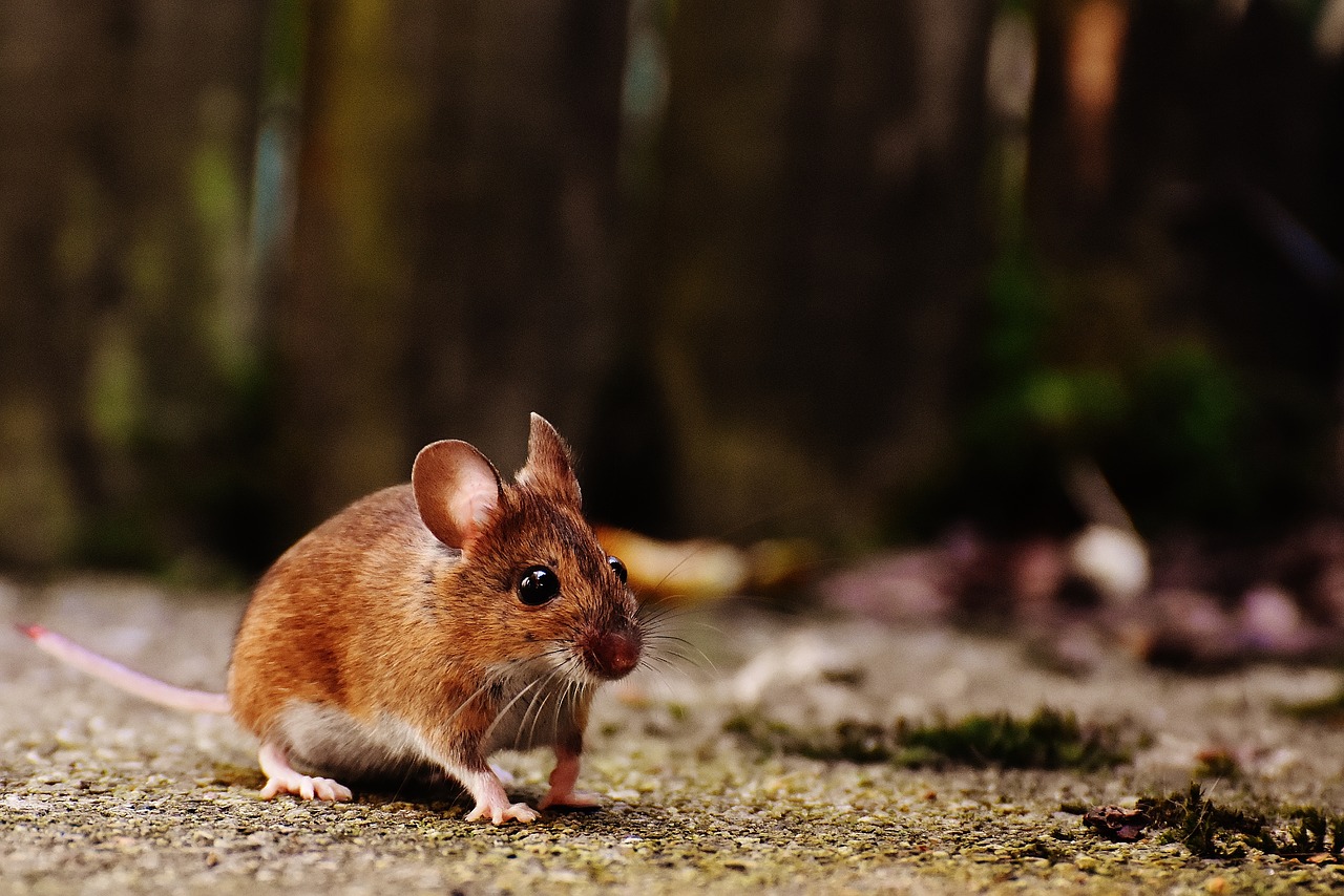 mouse rodent cute free photo