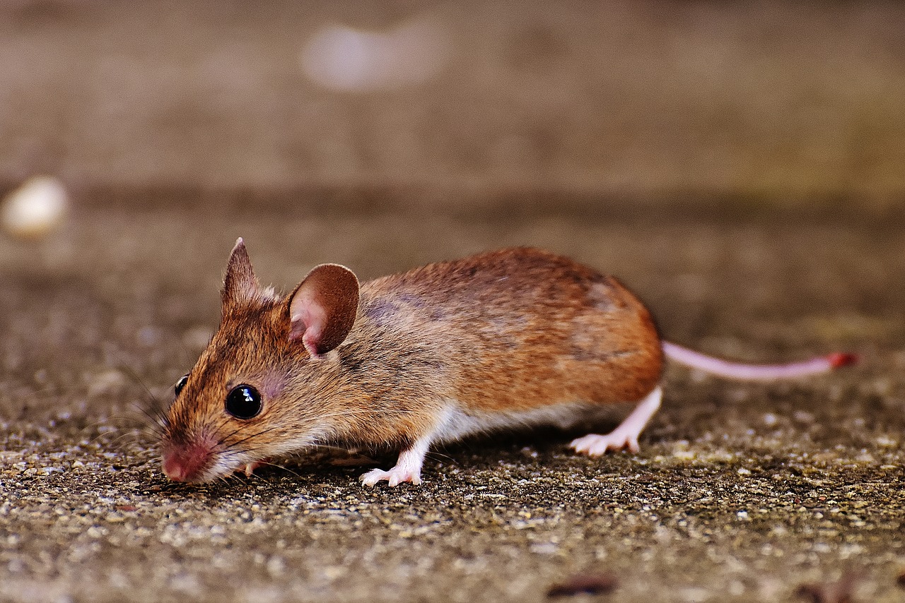 mouse rodent cute free photo