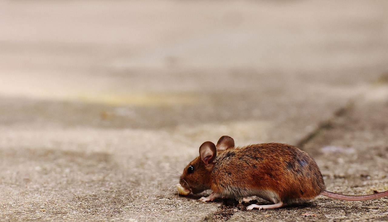 mouse rodent cute free photo