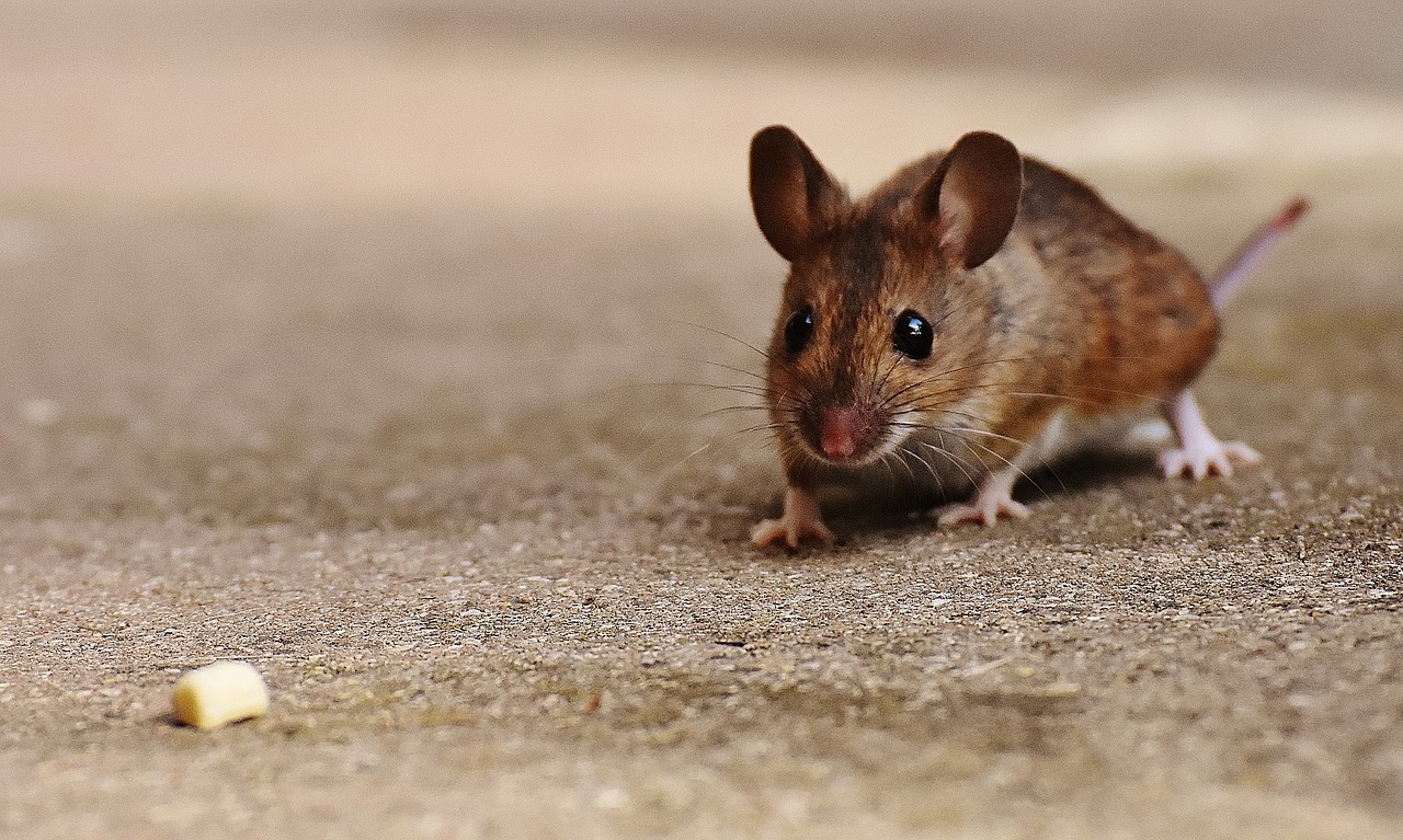 mouse rodent cute free photo