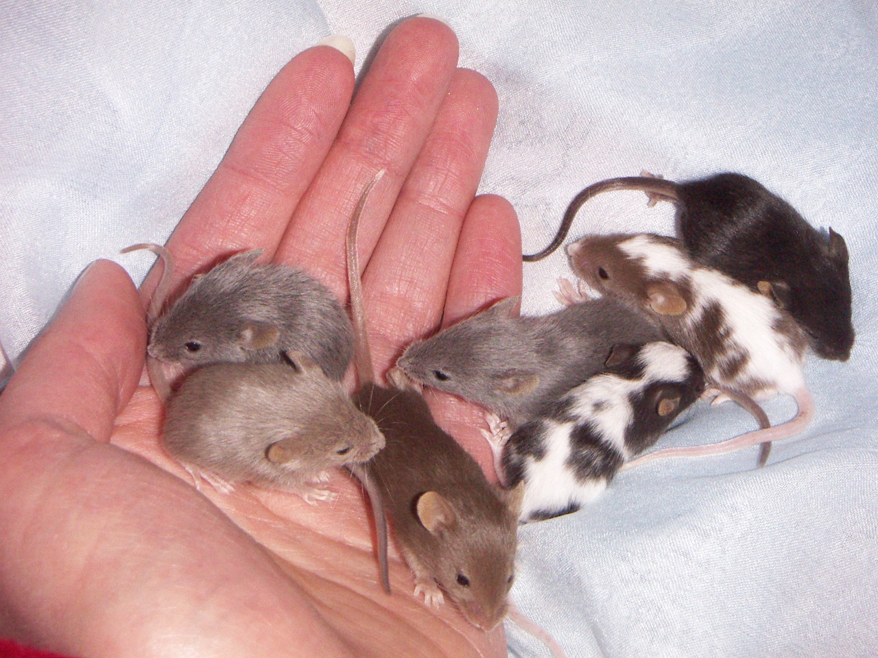mouse baby litter free photo
