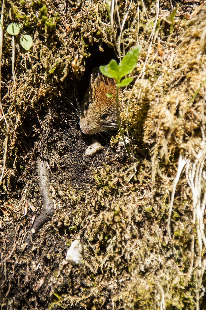 mouse forest animal free photo