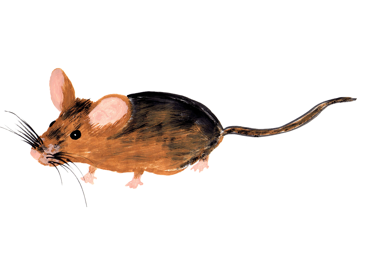 mouse watercolor isolated free photo