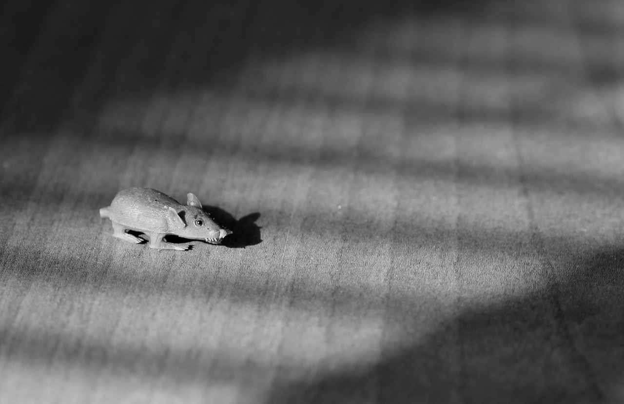 mouse small gray free photo