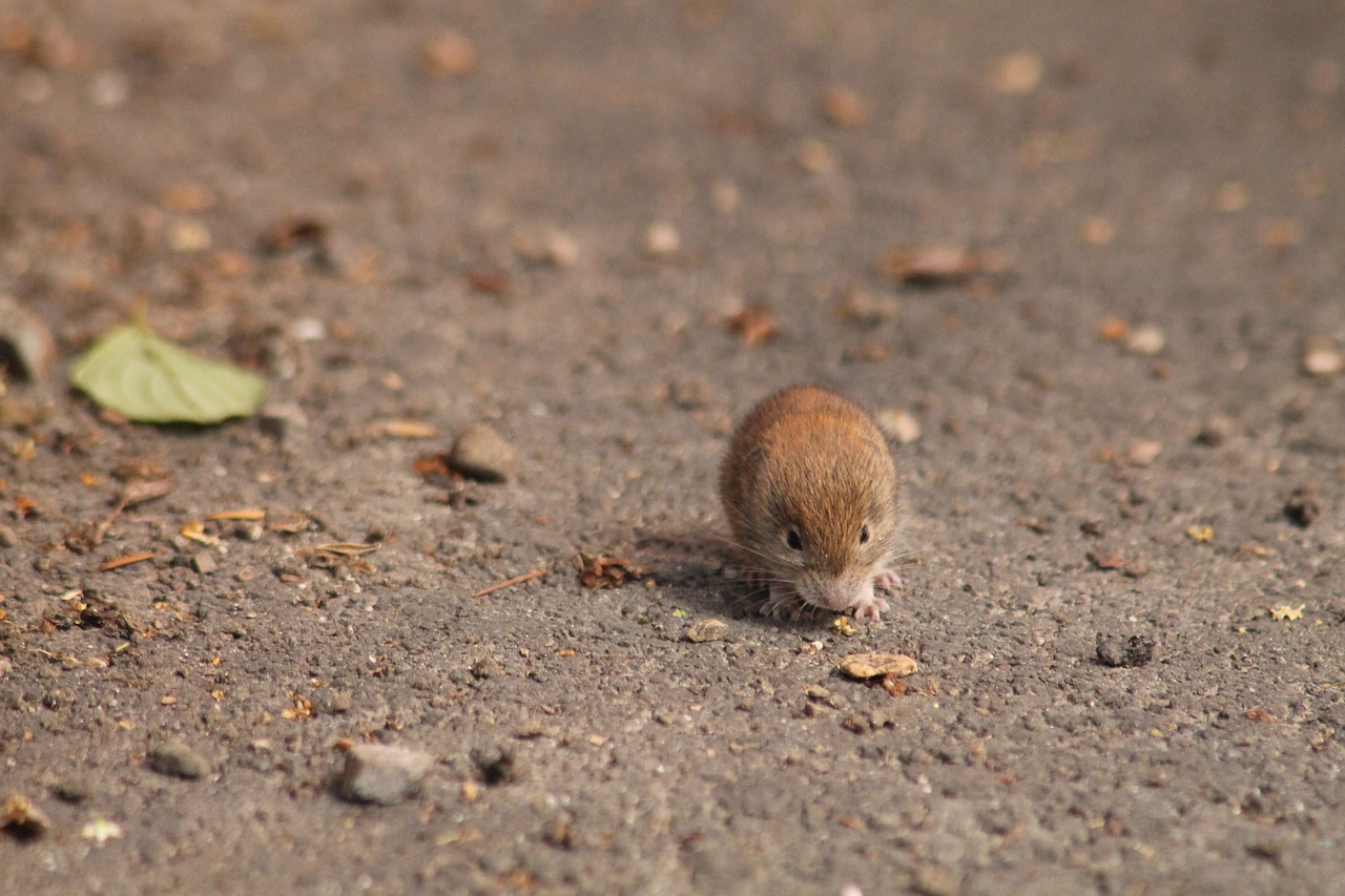 mouse field mouse animal free photo