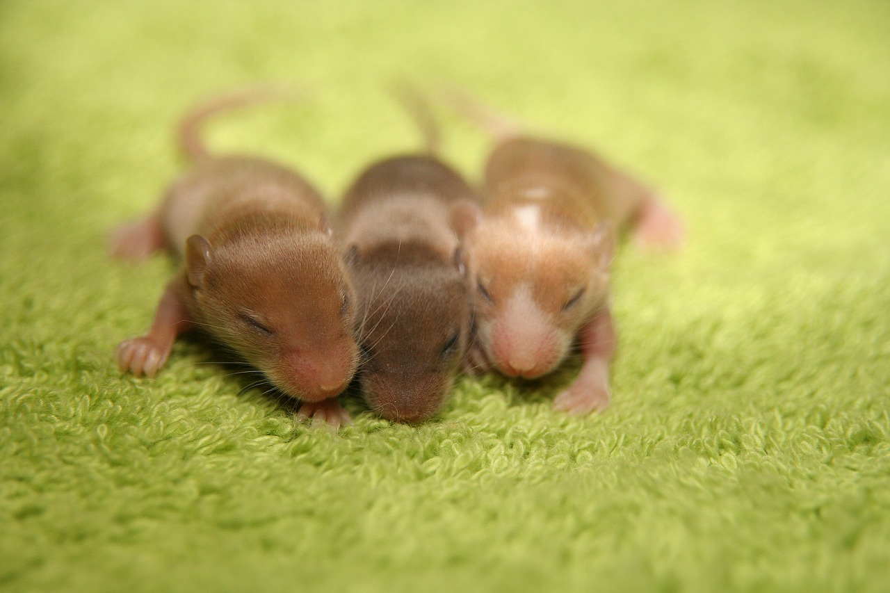 mouse color mouse baby free photo