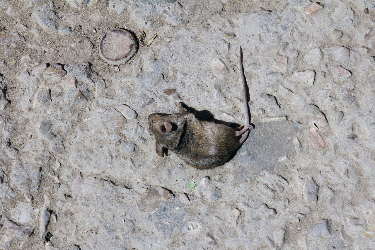 mouse dead death free photo