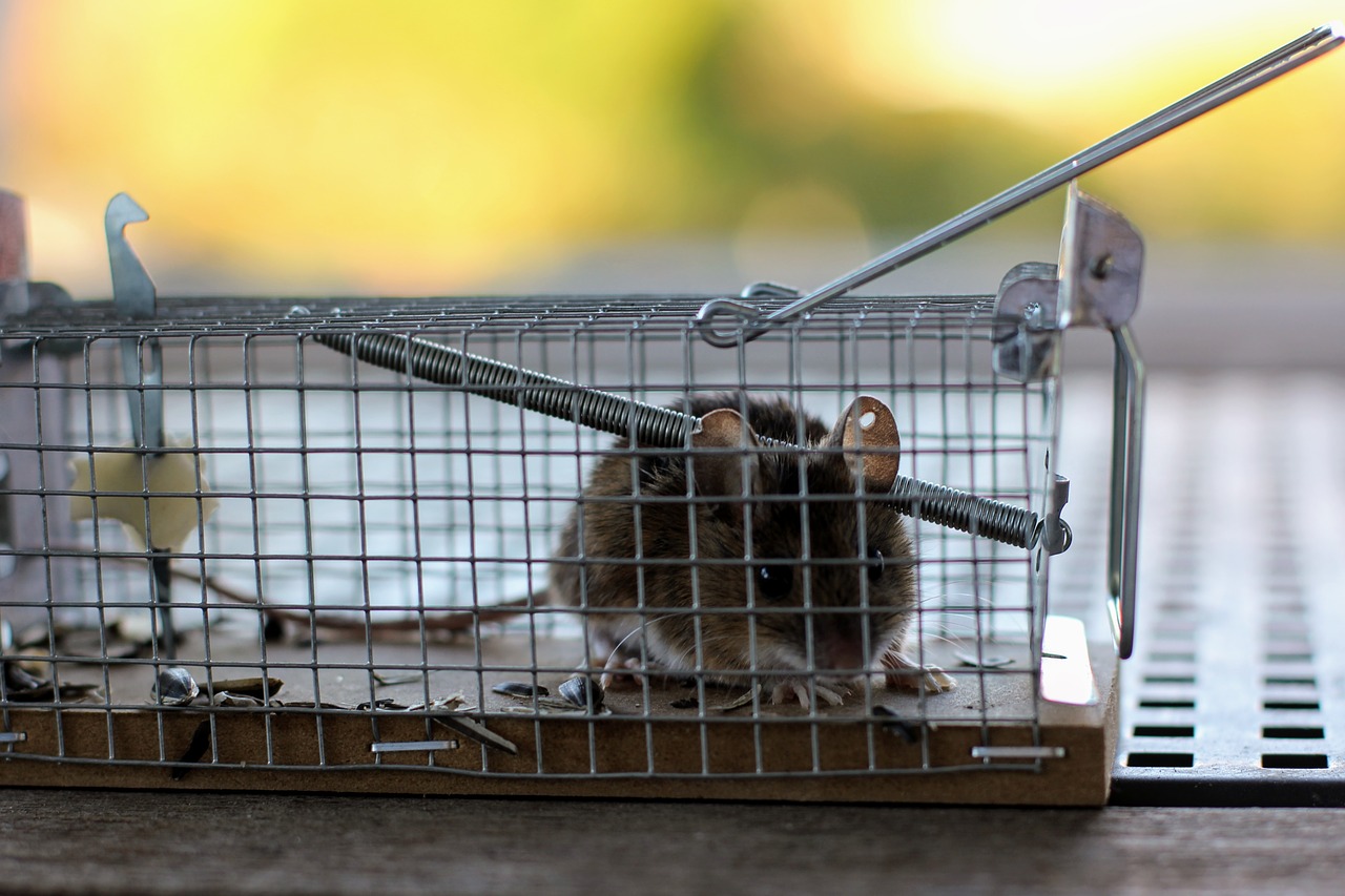 mouse mousetrap case free photo