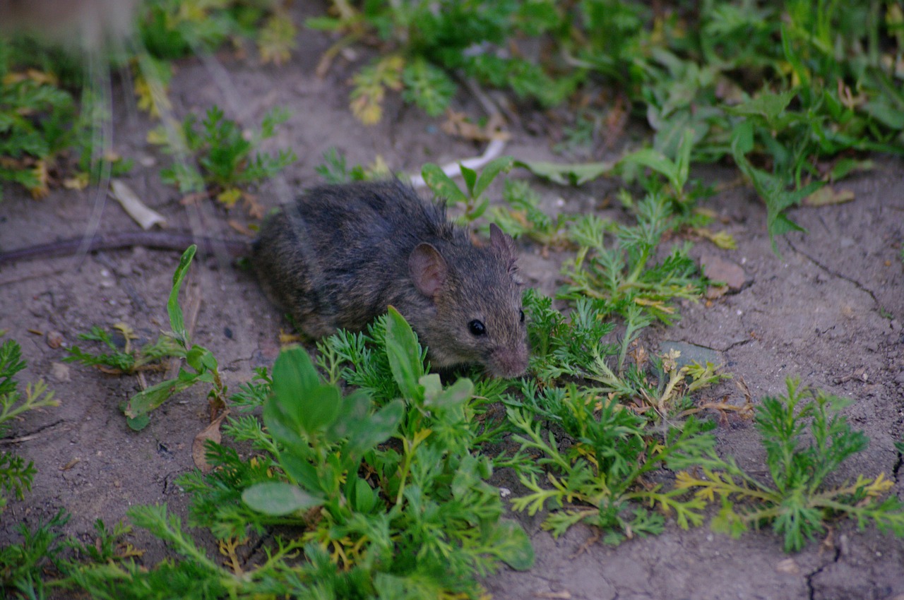 mouse rat grey free photo