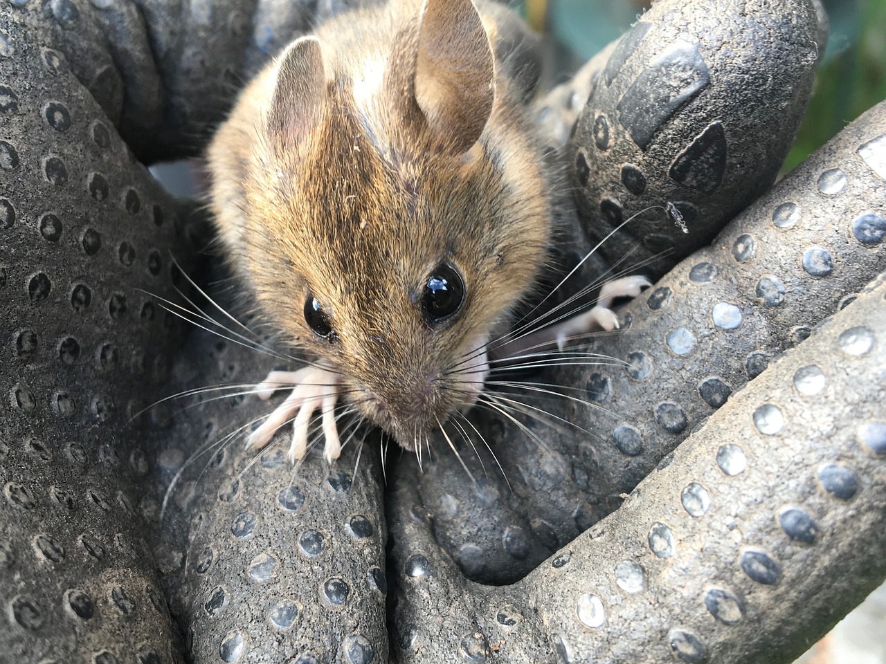 mouse rodent nature free photo