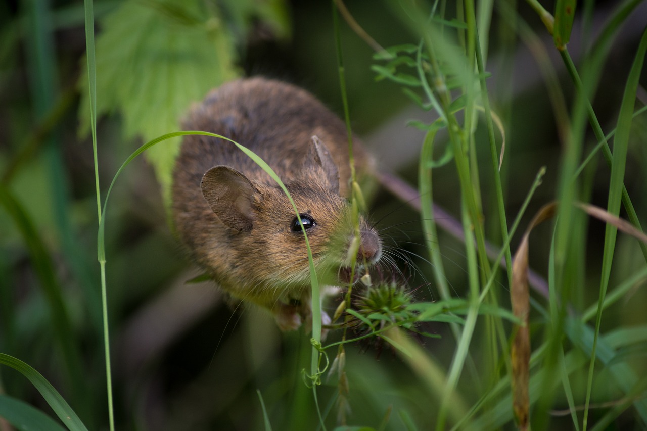 mouse close fur free photo