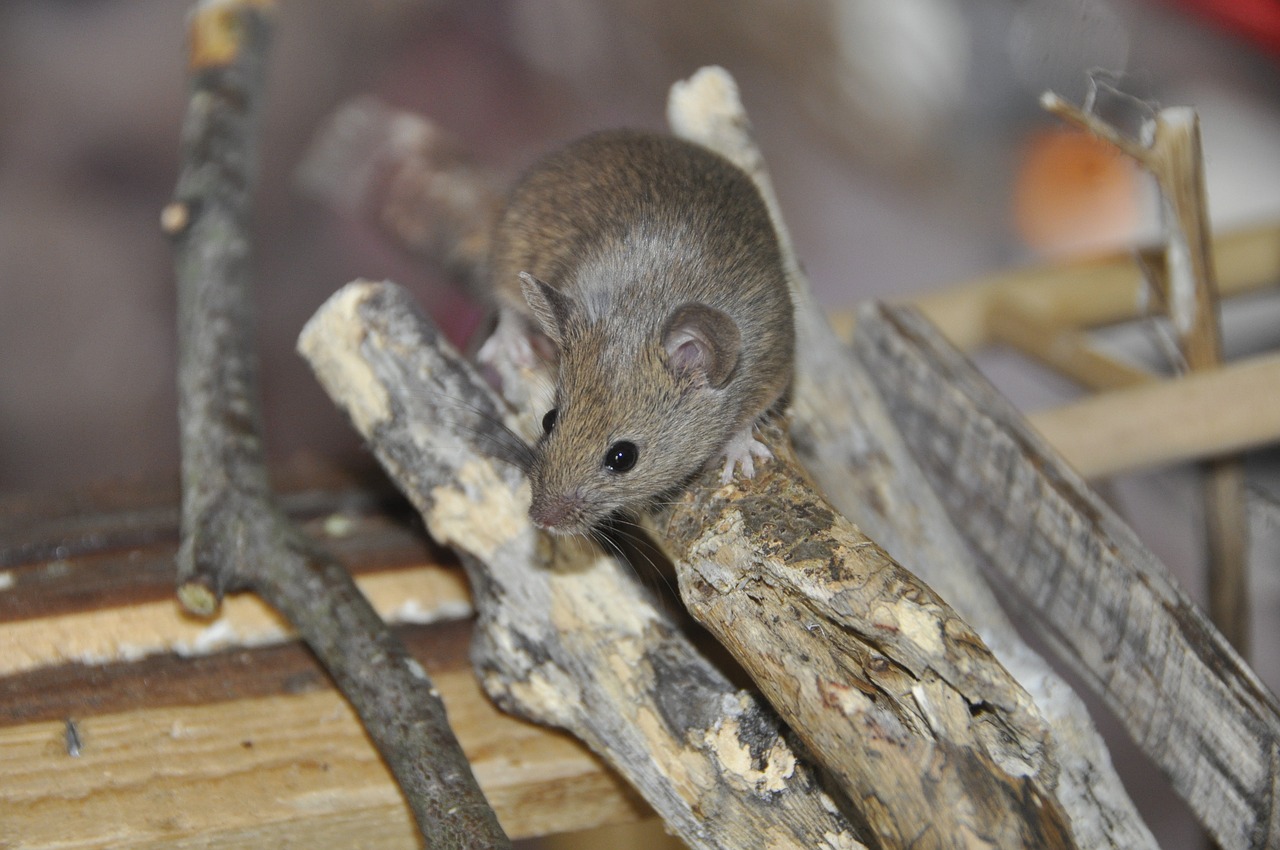 mouse animal nager free photo