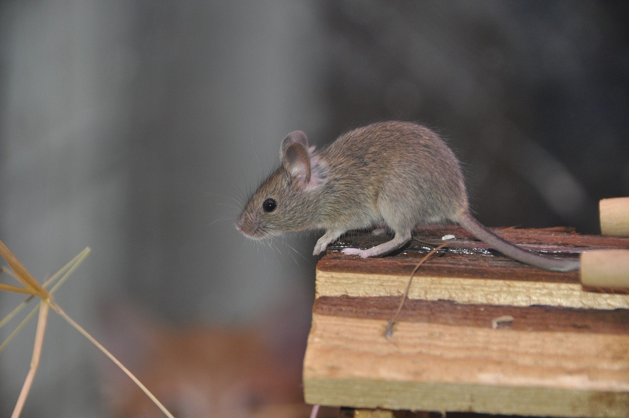 mouse rodent animal free photo