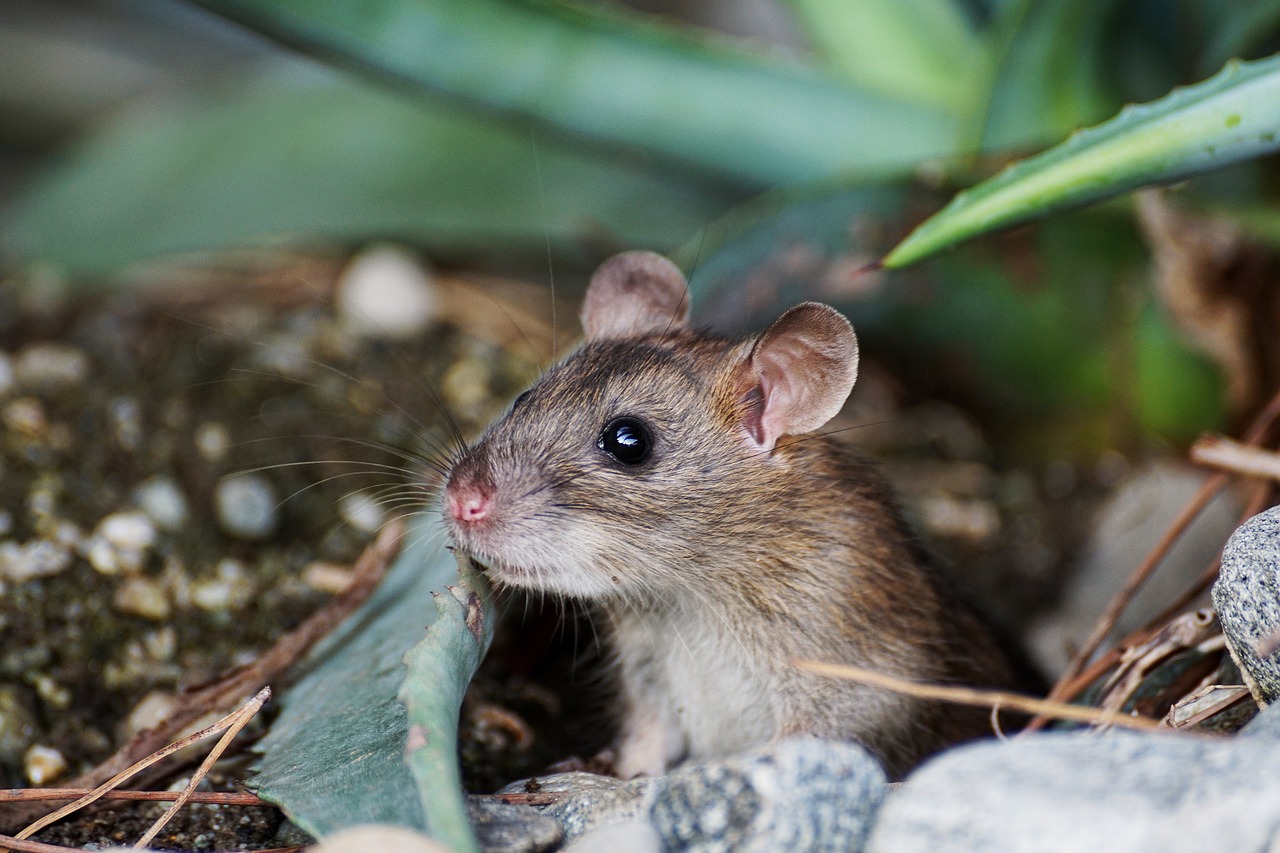 mouse nager animal free photo