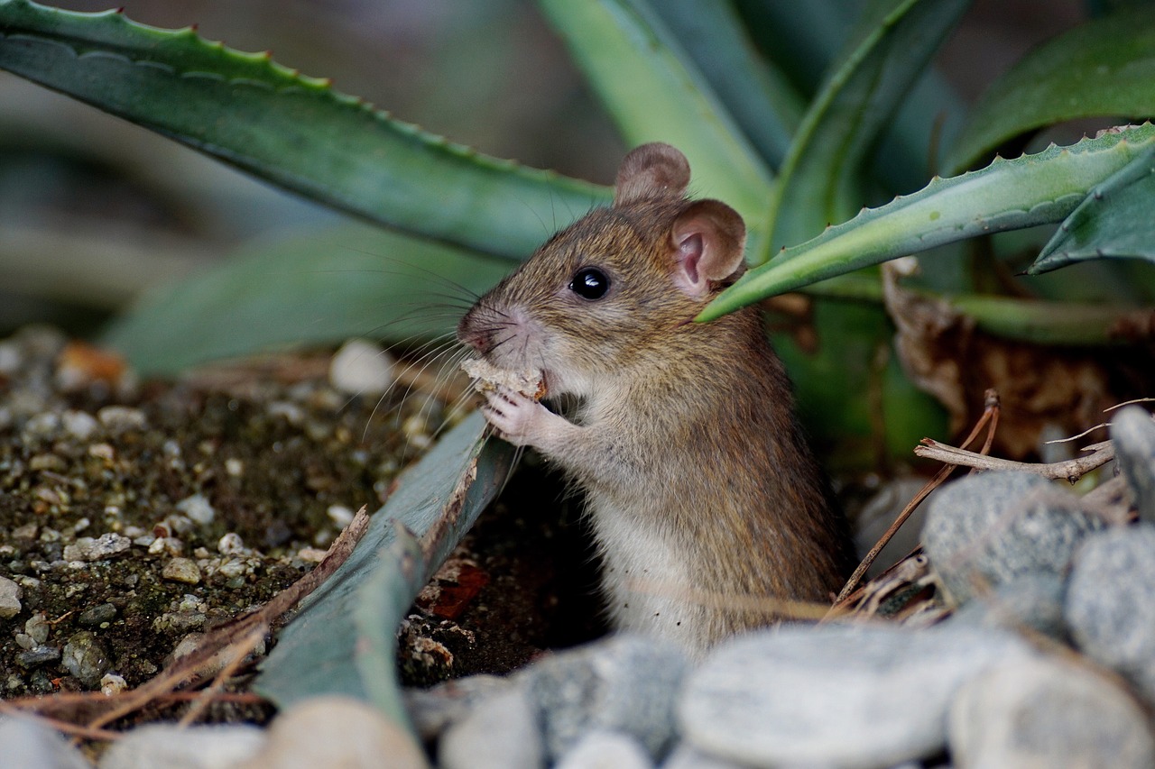 mouse nager animal free photo
