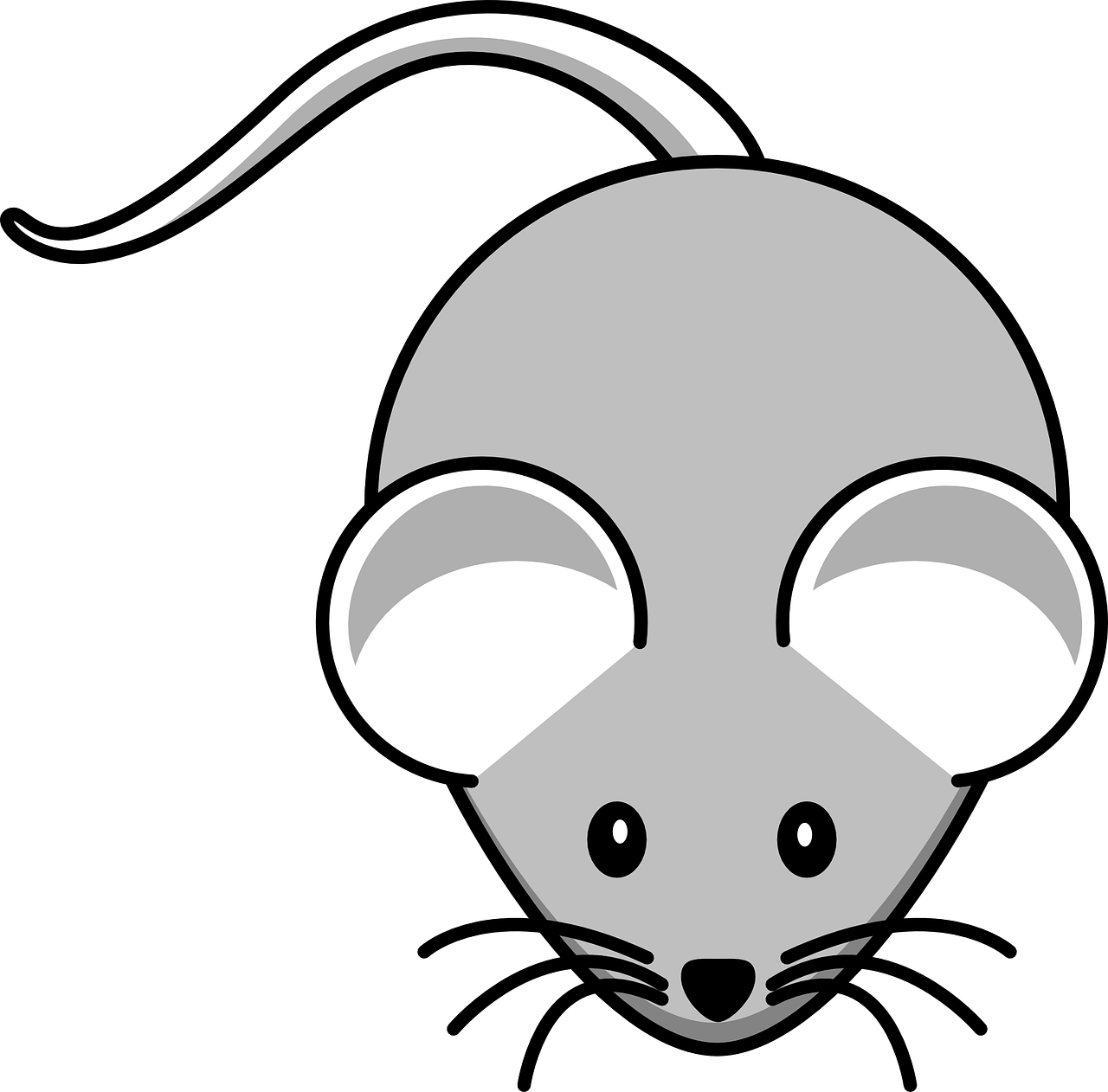 mouse grey mammal free photo