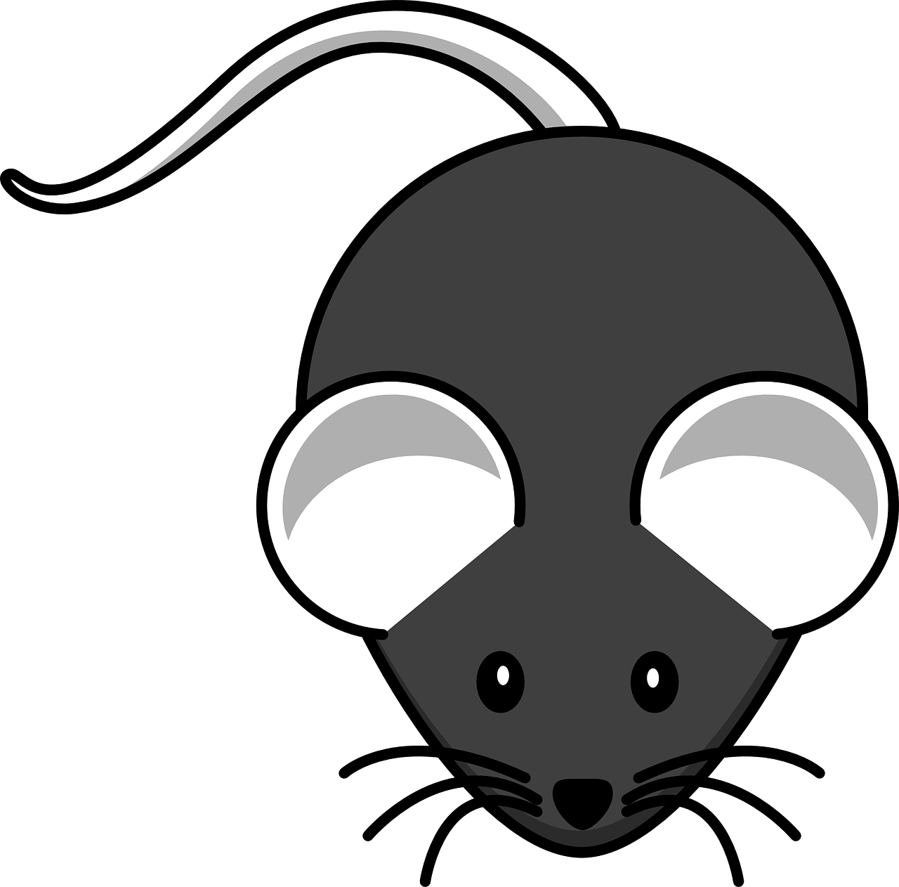 mouse black mammal free photo