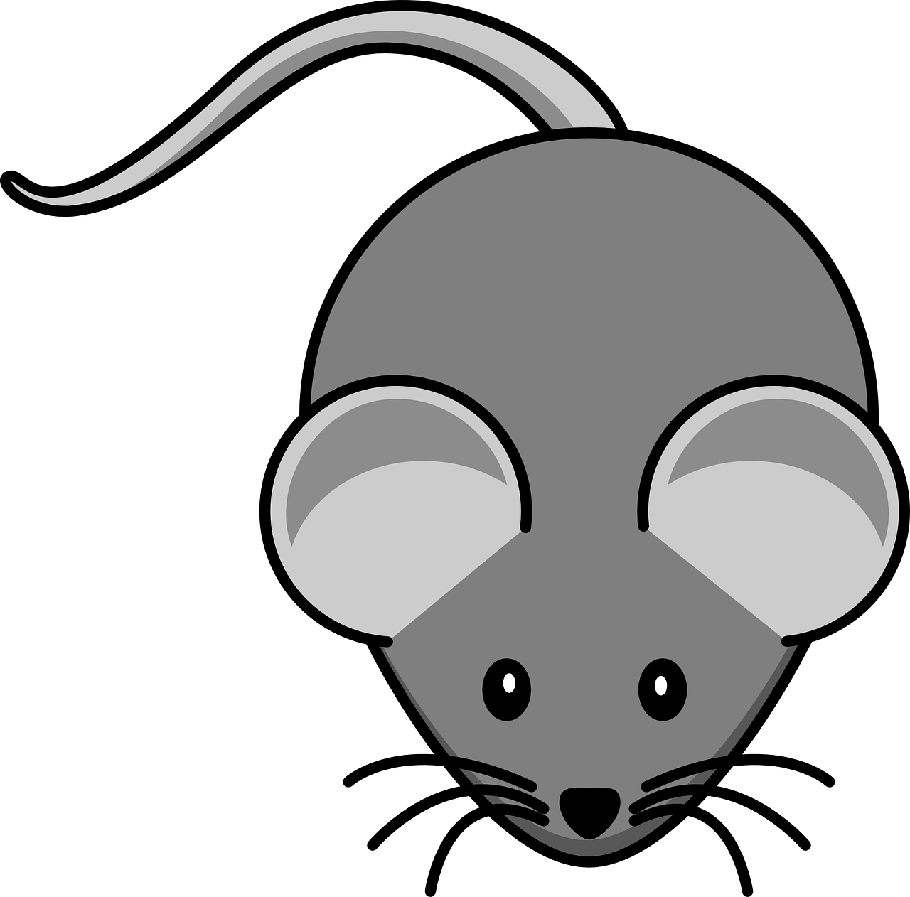 mouse grey animal free photo