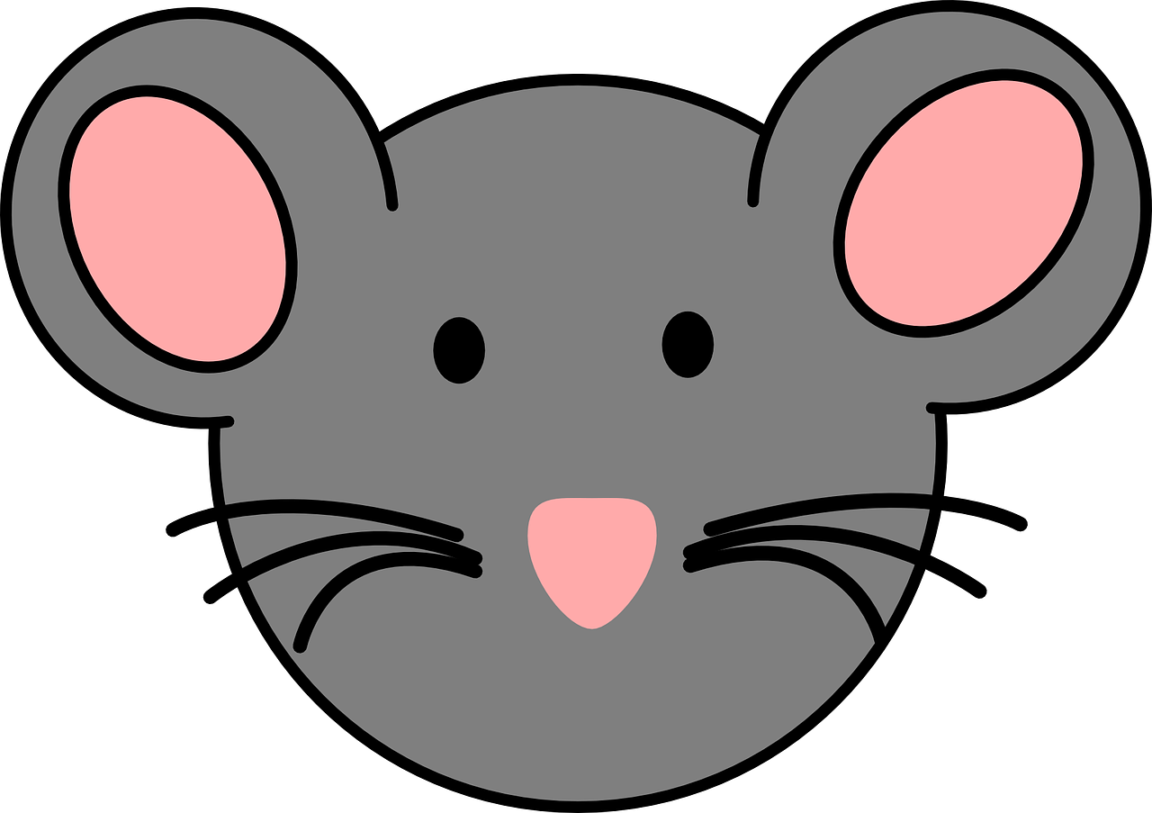 mouse face animal free photo