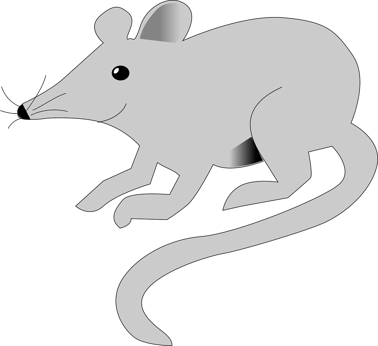 mouse rat mice free photo