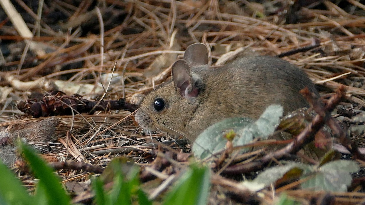 mouse nature rodent free photo