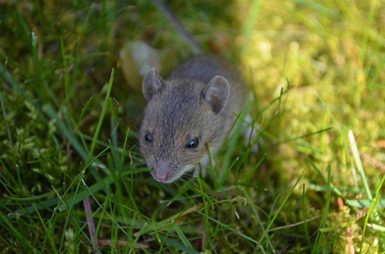 mouse baby mouse animal free photo