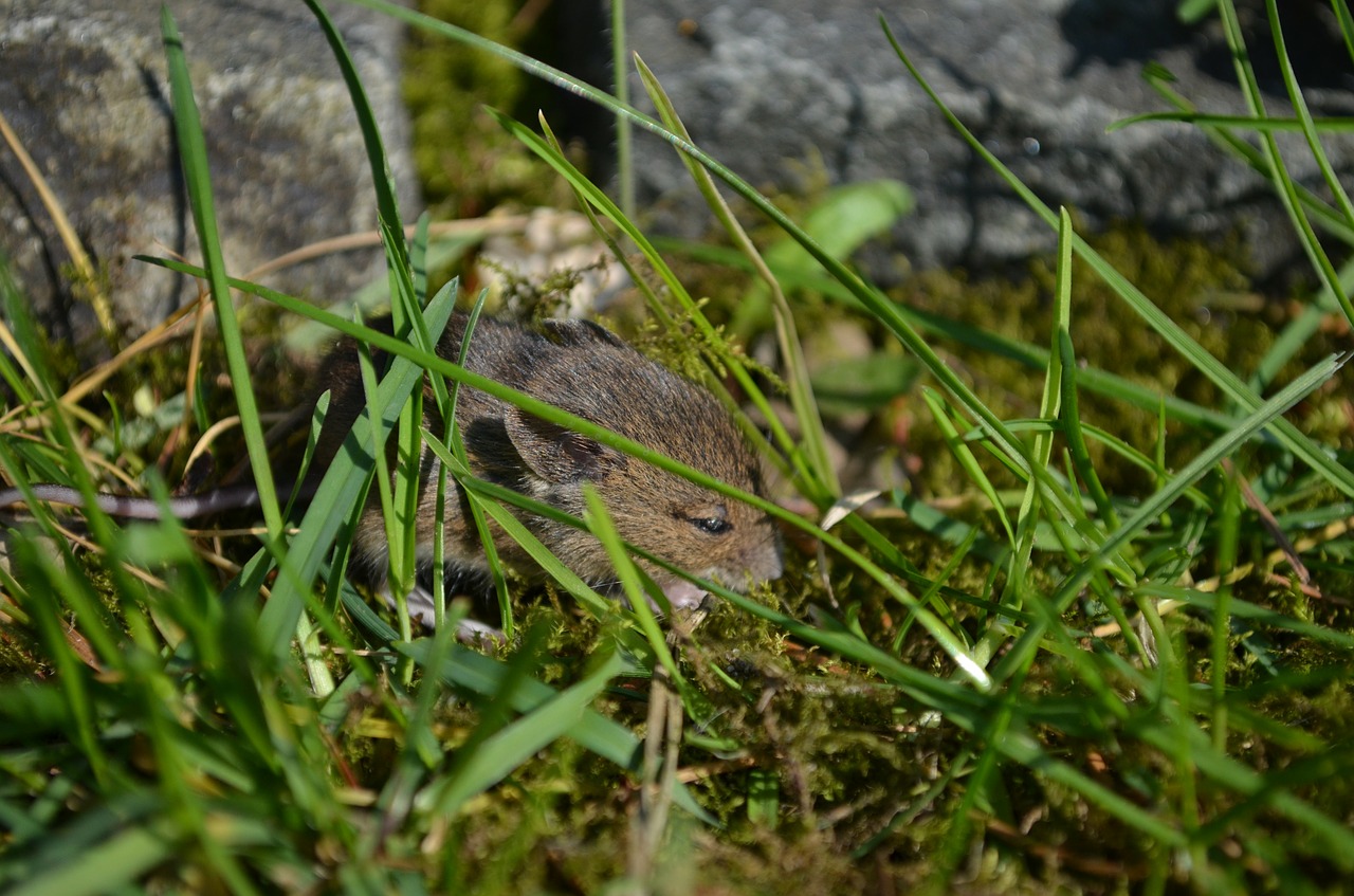 mouse baby mouse wild free photo