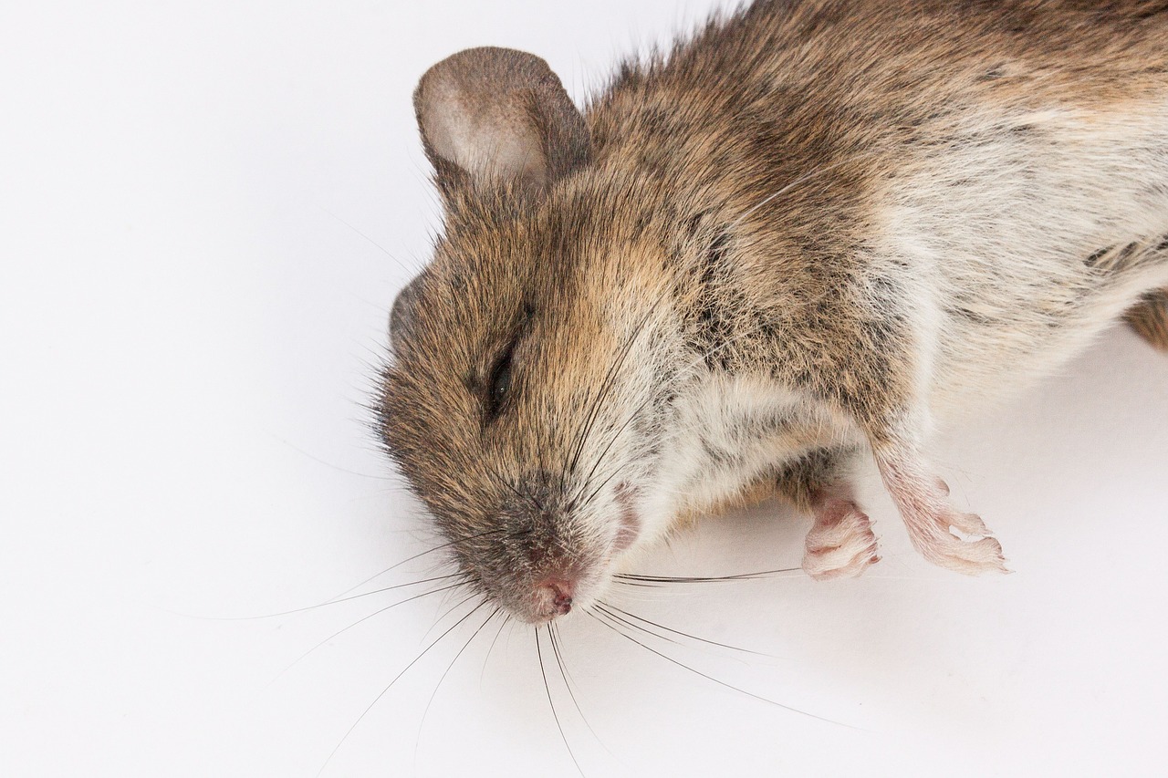mouse wood mouse apodemus sylvaticus free photo