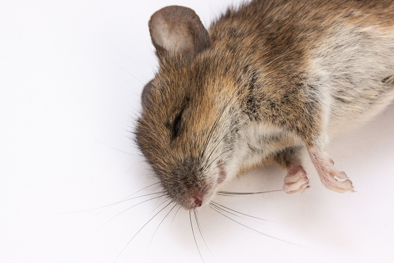 mouse wood mouse apodemus sylvaticus free photo