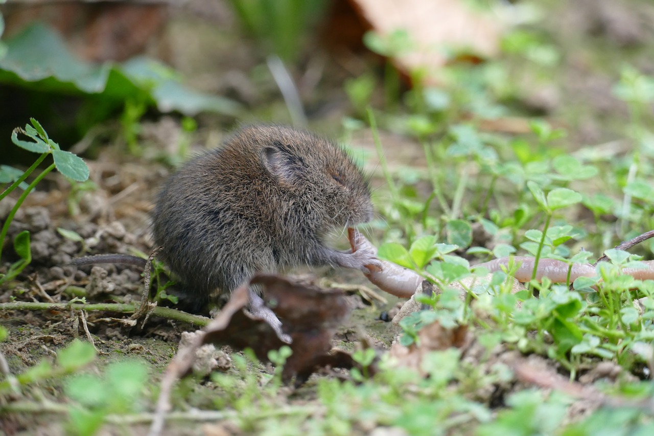 mouse  vole  rodent free photo