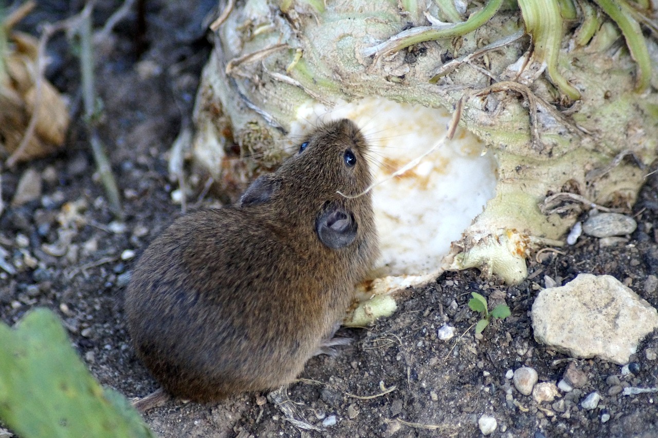 mouse  field mouse  wood mouse free photo
