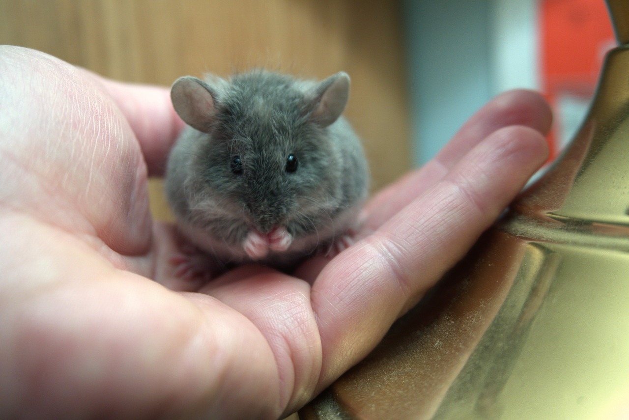 mouse  hand  grooming free photo