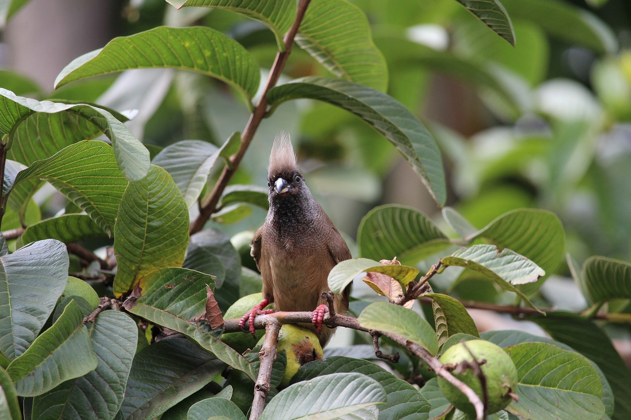 mouse  bird  nature free photo