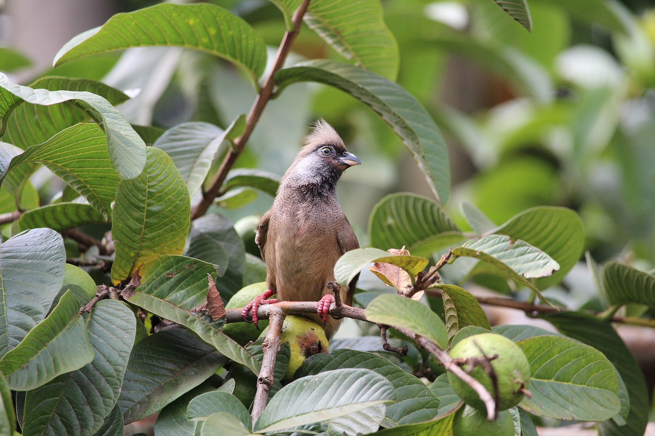 mouse  bird  nature free photo