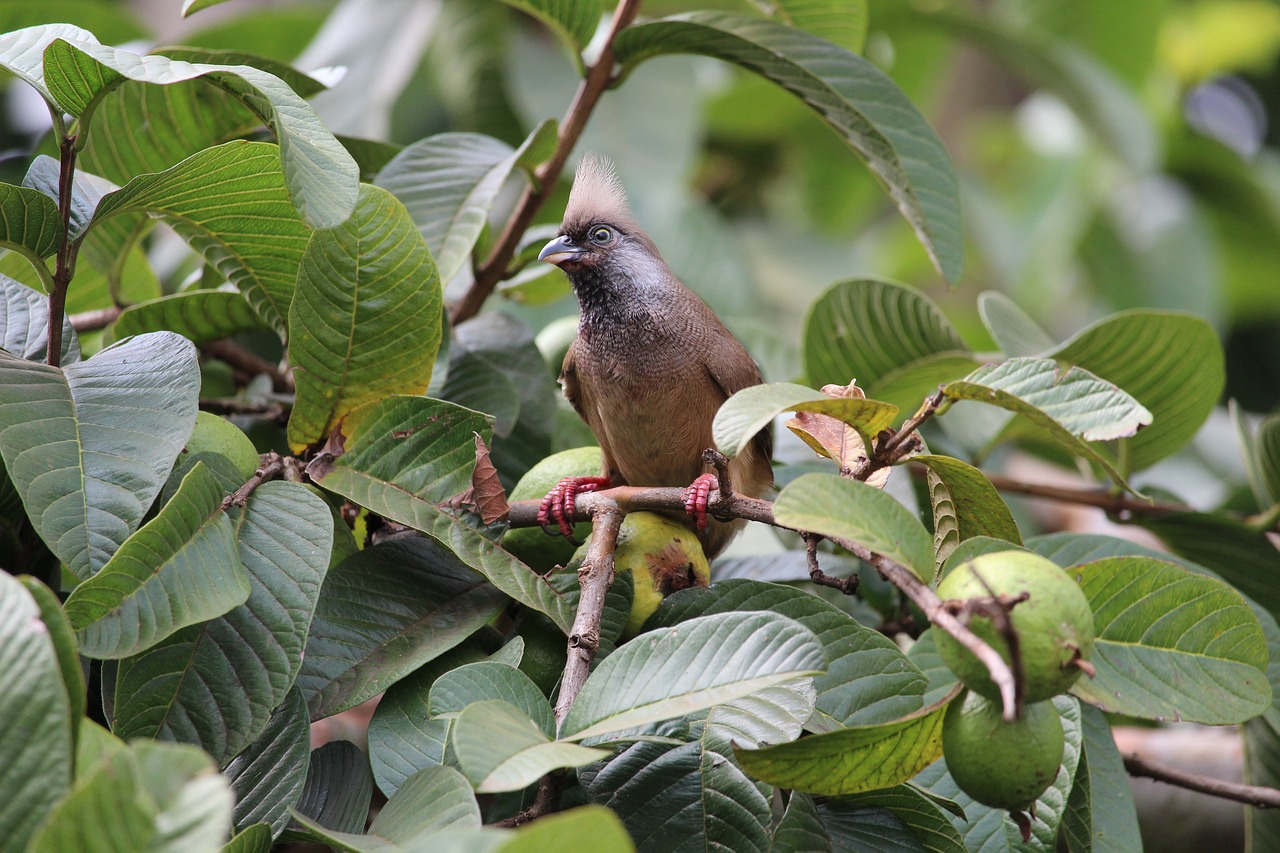 mouse  bird  nature free photo