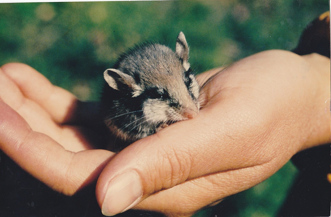 mouse wood mouse rodent free photo