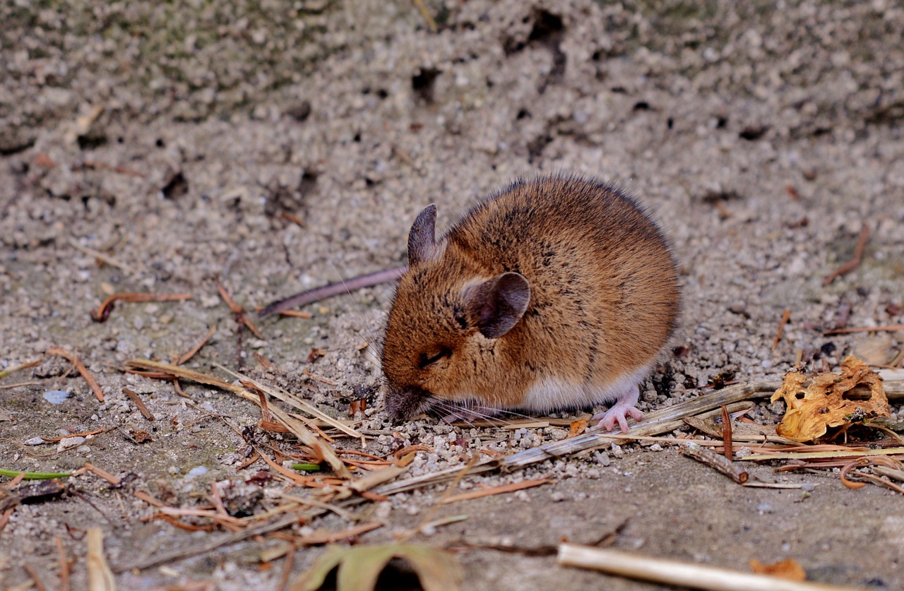 mouse  rodent  sit free photo