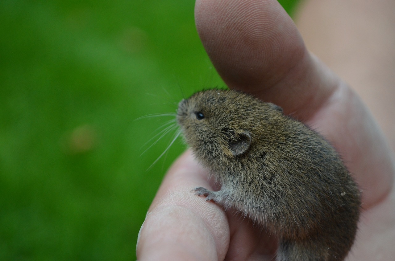 mouse nager field mouse free photo