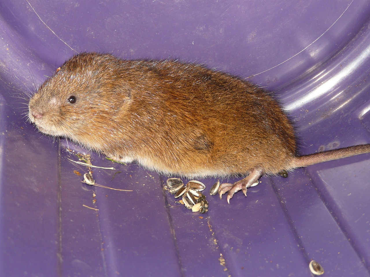mouse east water vole water vole free photo