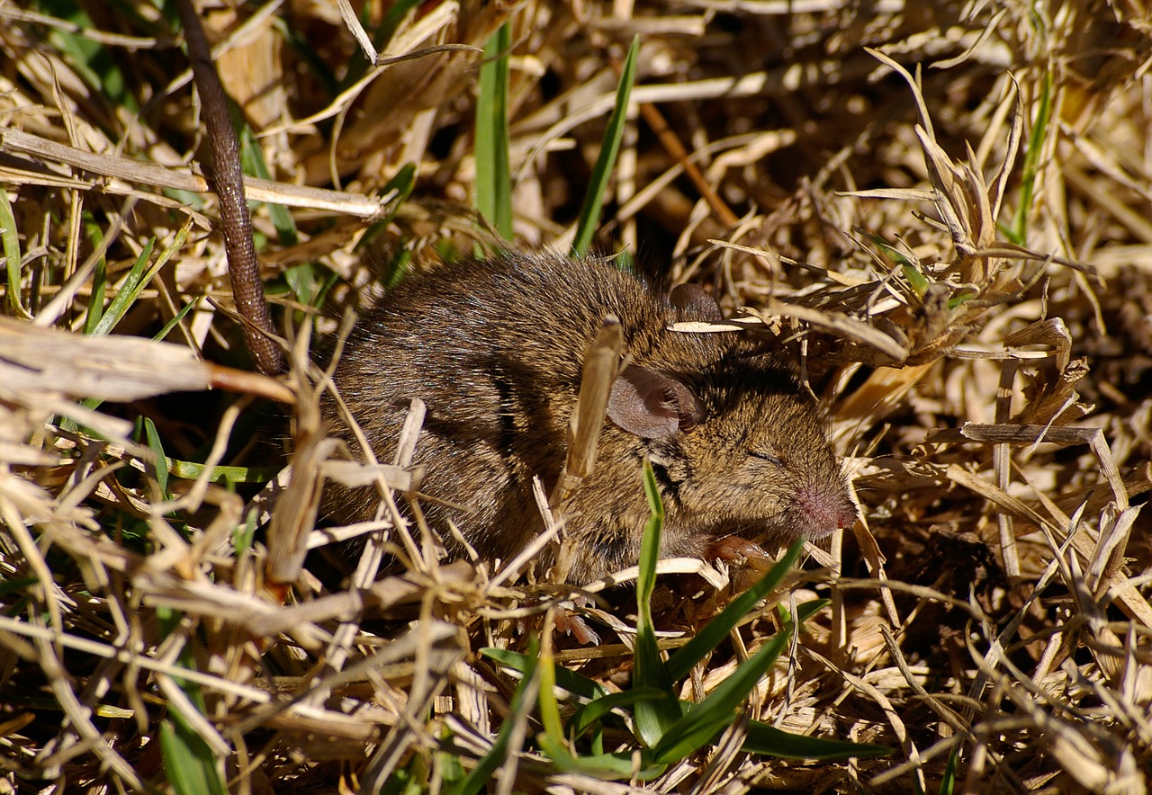 mouse wild bush free photo