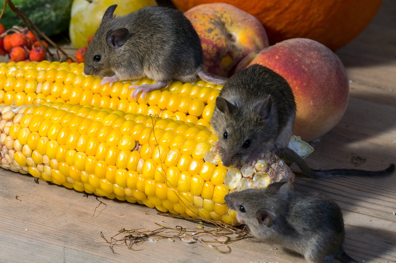 mouse wild corn free photo