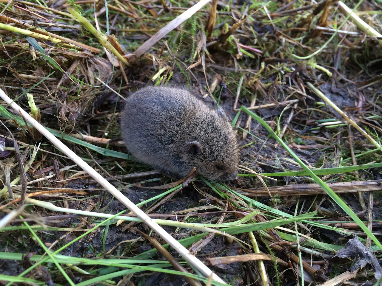 mouse grass resin free photo