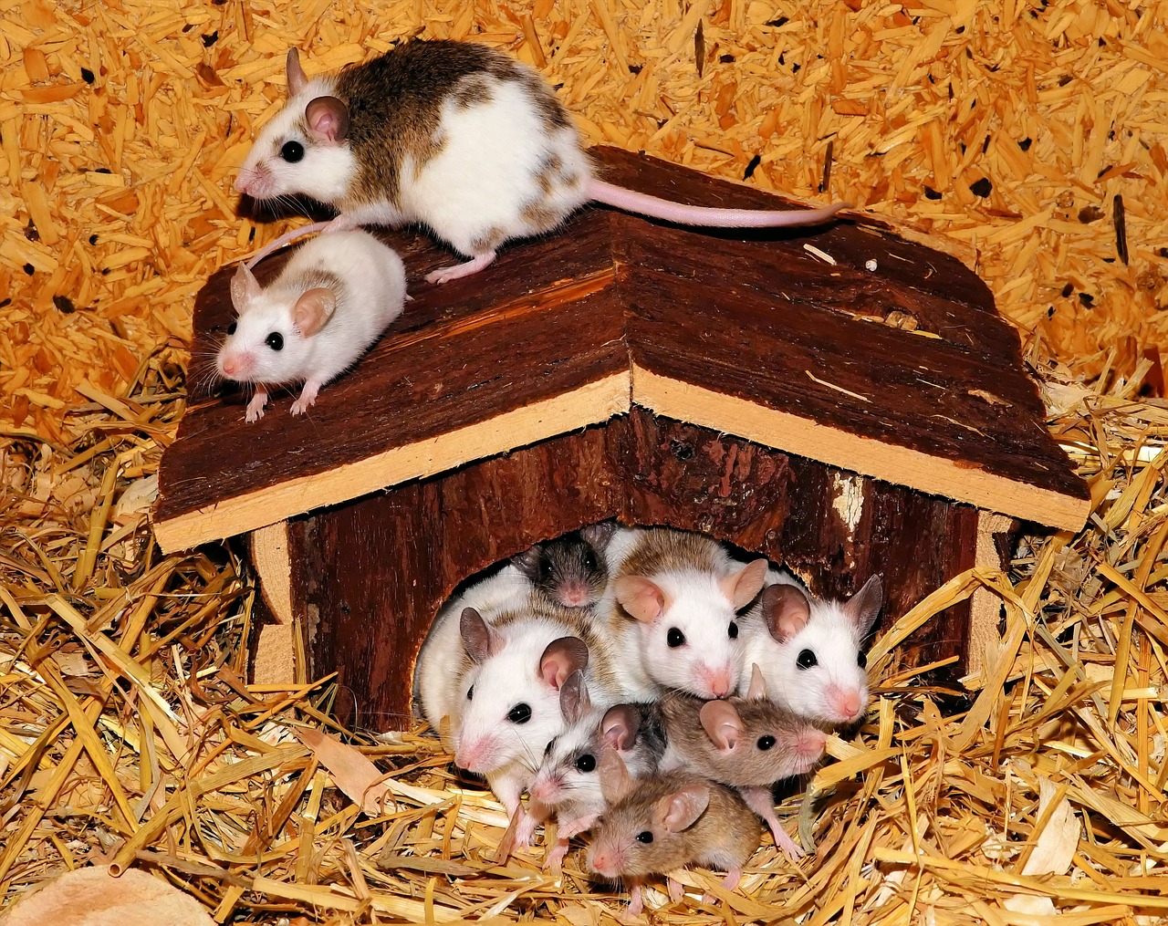 mouse family mice mastomys free photo