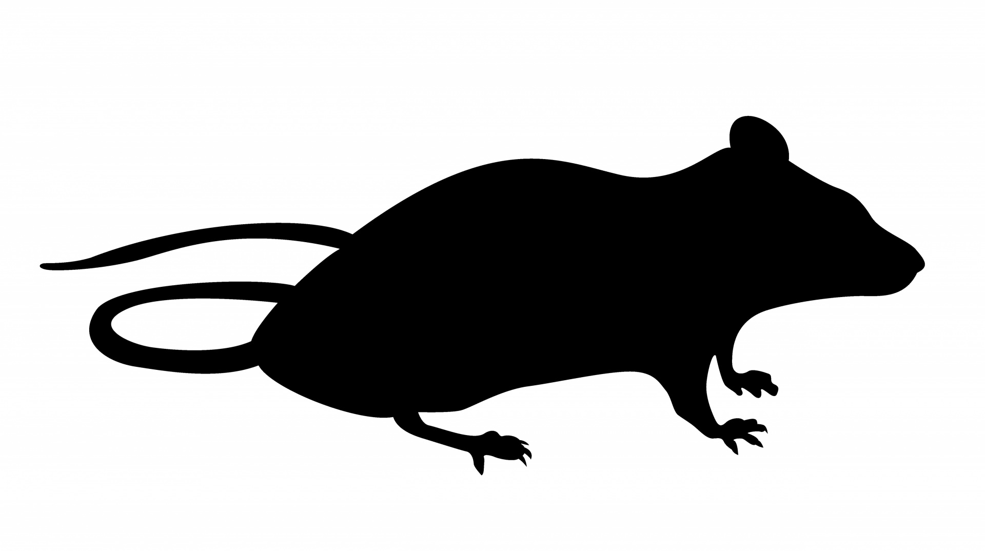 mammal symbol rat free photo