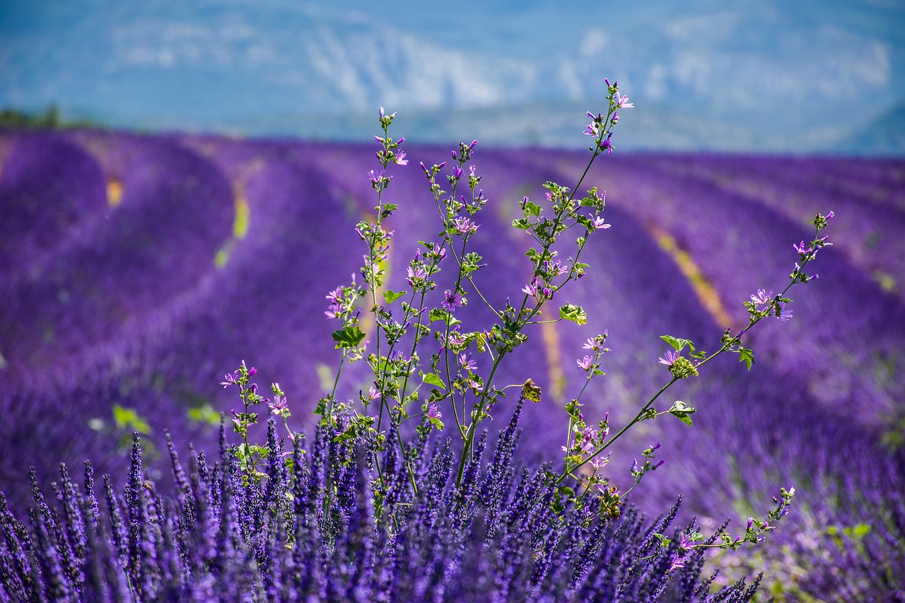 moustiers-sainte-marie  lavender  beautiful landscape free photo